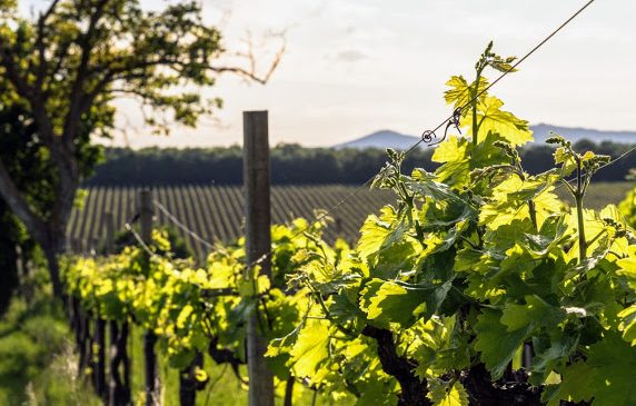 Cantina 366, dalla passione all’evoluzione del vino