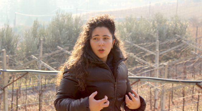 Damoli, la nostra idea di Valpolicella