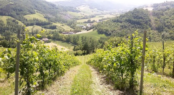 Vigna Cunial, l’eccellenza del vino biologico