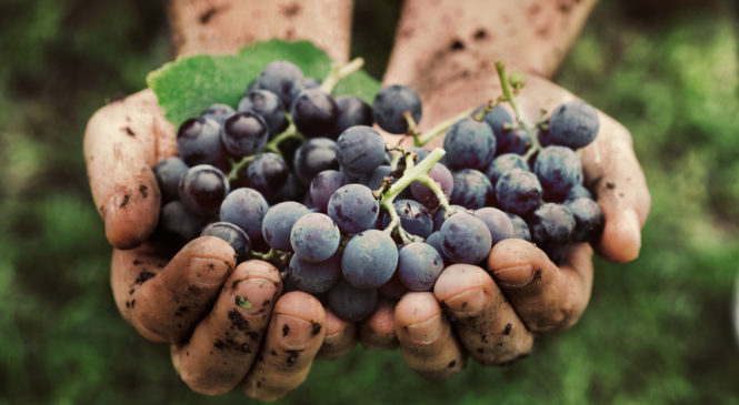 Alla scoperta dei Vini Bio! Le 4 curiosità che probabilmente non sai sui vini a certificazione biologica.