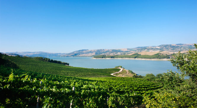 Che cosa sai della DOC Biferno? 4 curiosità legate a uno dei più antichi vini d’Italia