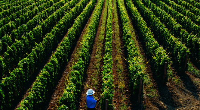 MASCIARELLI, VINI D’ABRUZZO FRA TRADIZIONE ED INNOVAZIONE