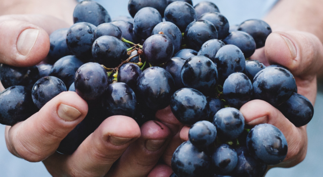 QUELLO CHE NON SAPEVI SU VINI NATURALI, BIODINAMICI E BIOLOGICI