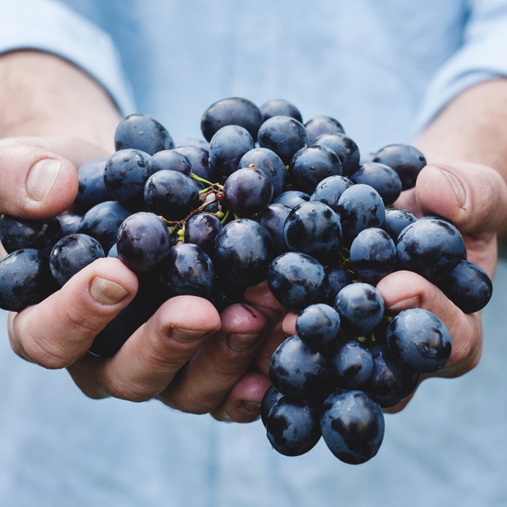 QUELLO CHE NON SAPEVI SU VINI NATURALI, BIODINAMICI E BIOLOGICI