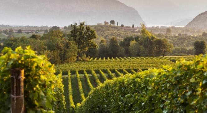 QUADRA: IL “QUORE” DI FRANCIACORTA