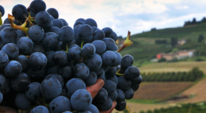 SACRO E PROFANO: IL BARBERA CHE NON T’ASPETTAVI