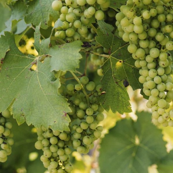 Bosco Albano: il Friuli autentico in due calici da non perdere
