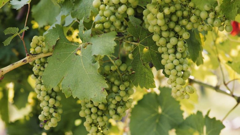 Bosco Albano: il Friuli autentico in due calici da non perdere