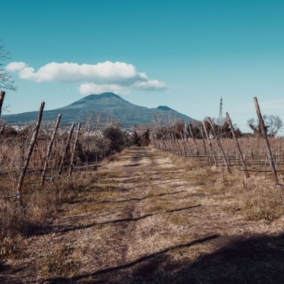Pompeanum: il vino che nasce all’ombra di Pompei