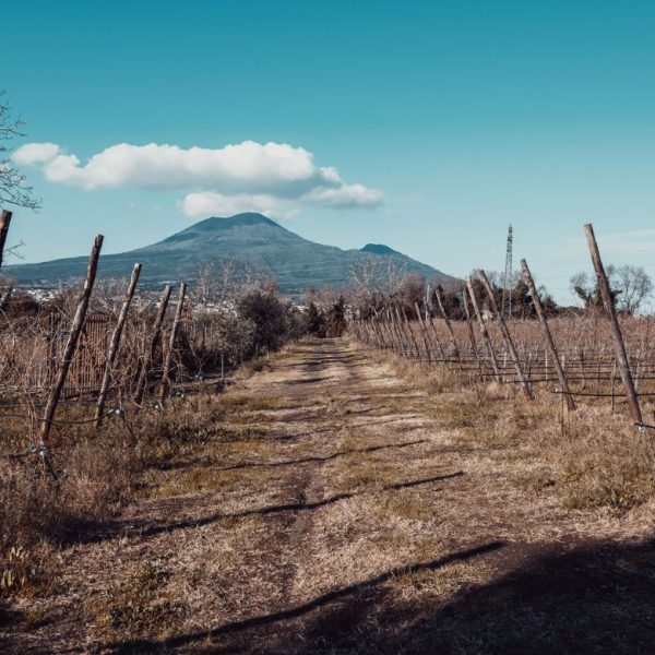 Pompeanum: il vino che nasce all’ombra di Pompei