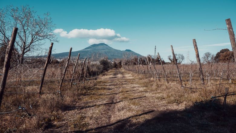 Pompeanum: il vino che nasce all’ombra di Pompei